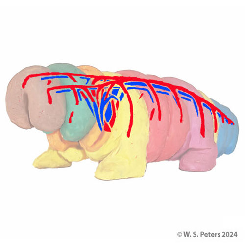 cardio-virtual-creature-02