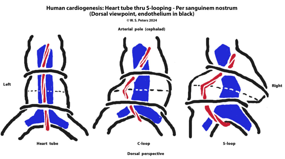 heart_tube_dorsal_cardiogenesis_blood_evolution_copyright-1024x600