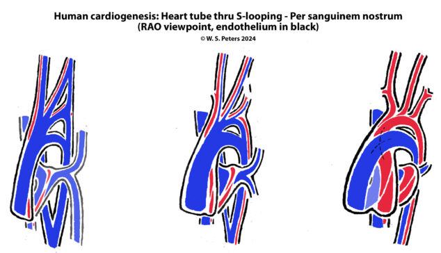 heart_tube_ventral_cardiogenesis-768x448